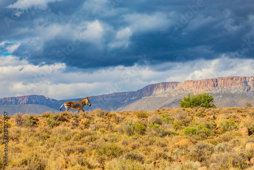 Bild auf Leinwand Mountain Zebra grazing in Karoo game reserve