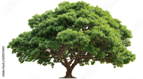 Фотография png, natural green tree isolated on transparent background,