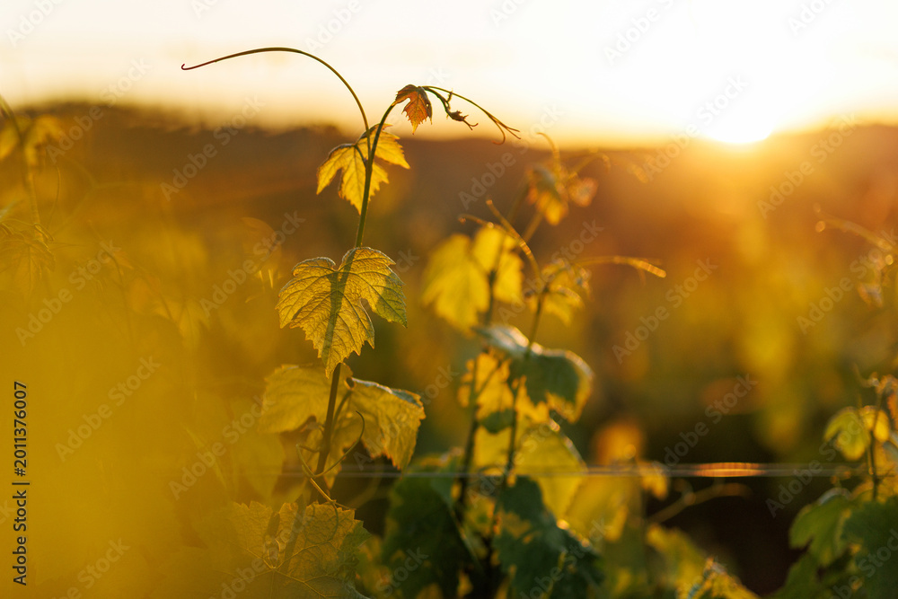 Fototapeta premium Close up of delicate grapevine tendril against a sunset sky