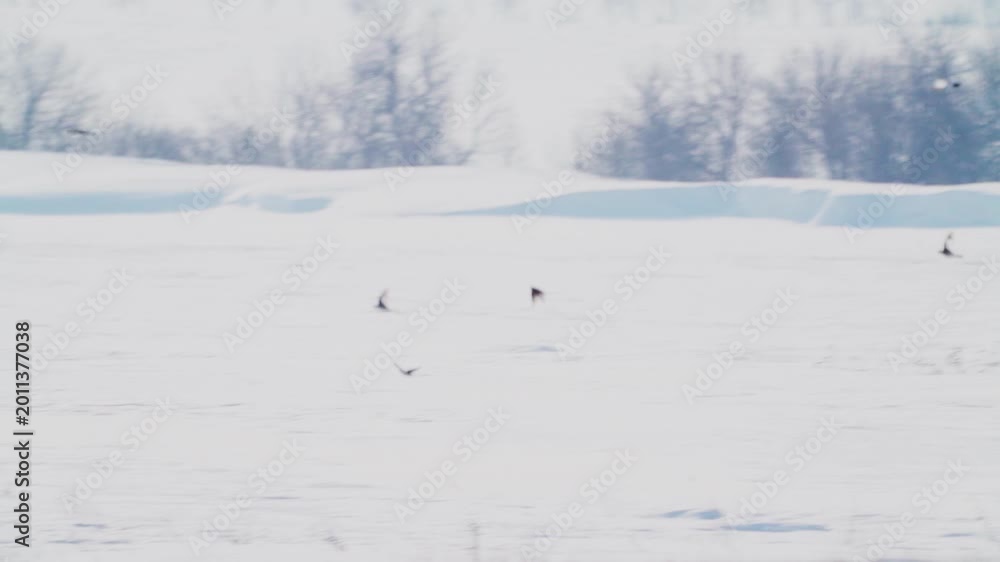 Snow Buntings (Plectrophenax nivalis) in flight. A flock of birds flies ...