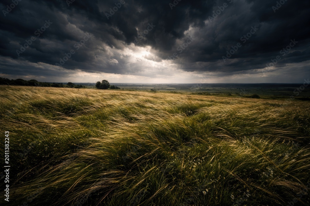 Fototapeta premium expansive grassy field landscape with strong wind and a moody sky