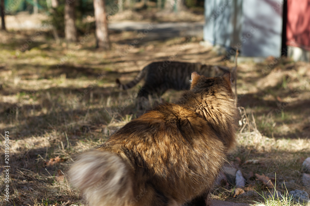 Fototapeta premium Longhaired tabby cat sitting outdoors in warm sunlight while observing another striped cat in a blurred woodland background.