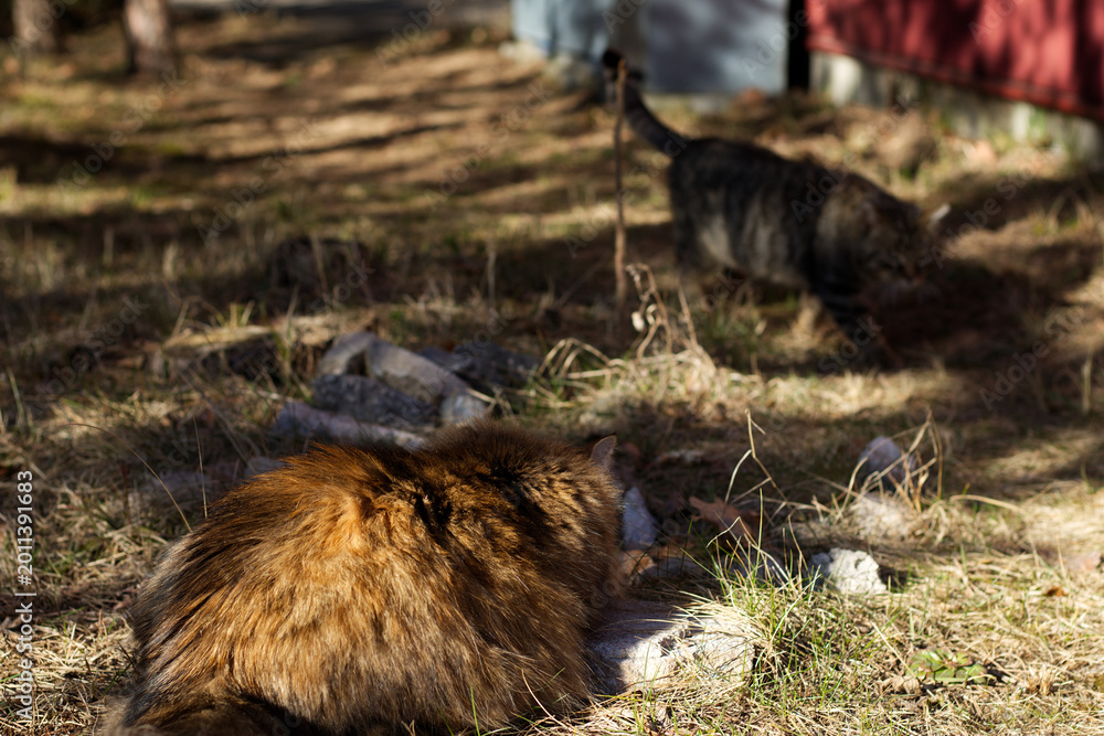 Fototapeta premium Fluffy longhaired tabby cat resting on dry grass while another striped cat walks nearby in warm natural woodland sunlight.