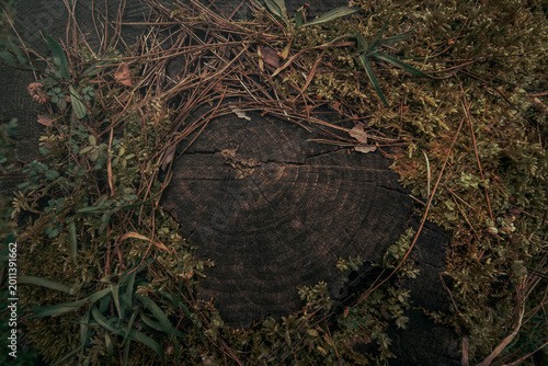 dark natural frame in forest