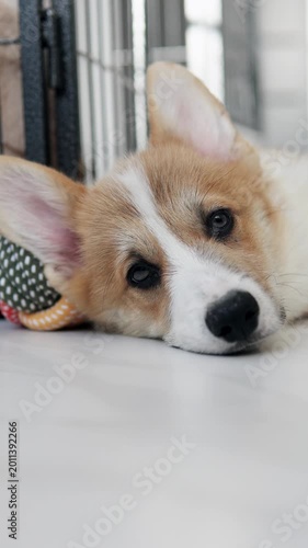 Welsh Corgi resting at home indoors, lying peacefully with relaxed expression. Pets concept. Vertical video. 