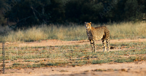 a big cheetah standing in golden light
