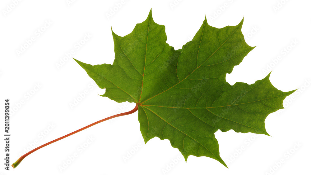 Fototapeta premium Single green maple leaf with red stem, isolated on transparent background