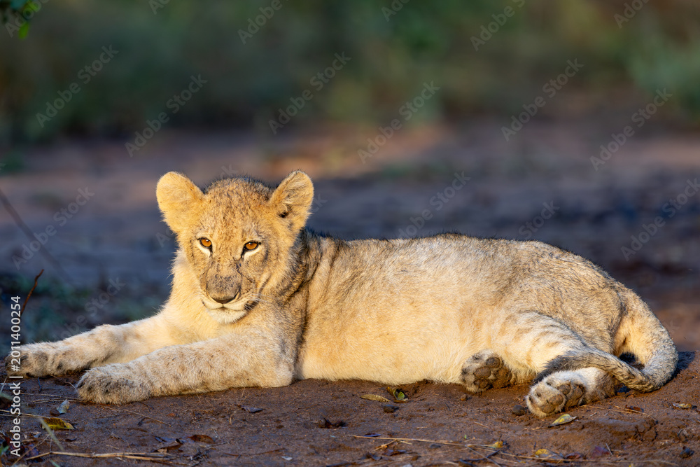 Fototapeta premium a young lion cub resting in golden light