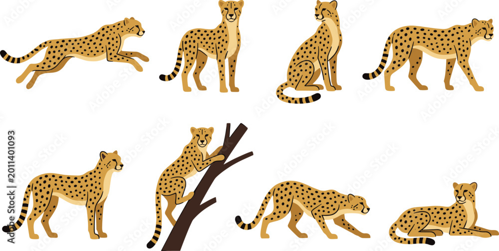 Obraz premium PrintVector illustration set of cheetahs in various poses including running standing sitting and climbing for design