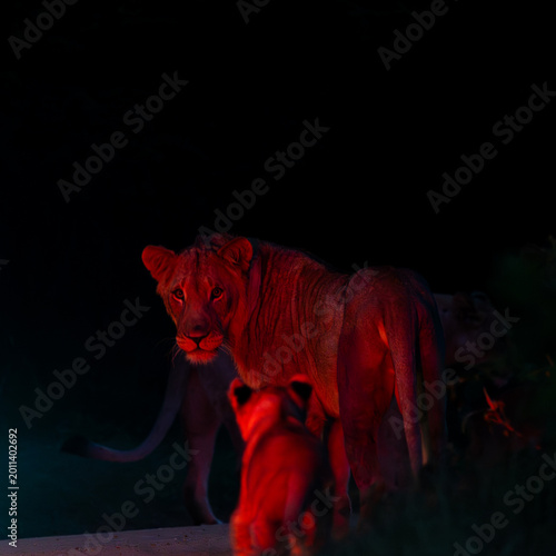 Valokuva a lion at night in a red light