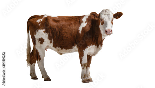 Photography Brown and white spotted cow standing, isolated on transparent background