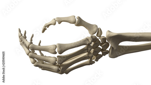 Foto Human skeleton hand and forearm bones, isolated on transparent background