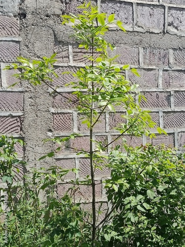 Green leaves