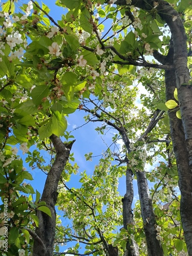 Green Trees in the park