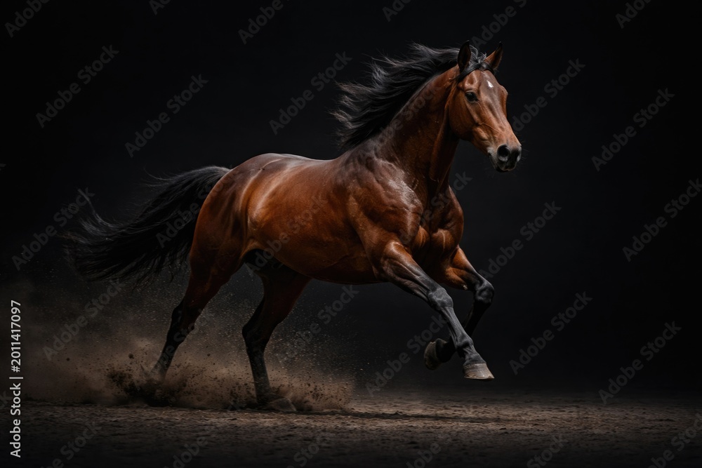 Fototapeta premium Energetic bay horse running freely on a dark minimalist backdrop