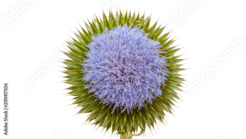 Bild auf Leinwand Globe thistle flower with spiky green bracts, isolated on transparent background