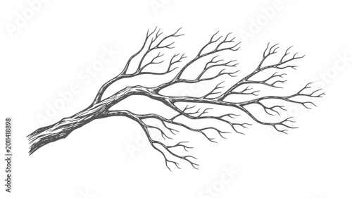 Photos Dark gray bare tree branches reaching out white