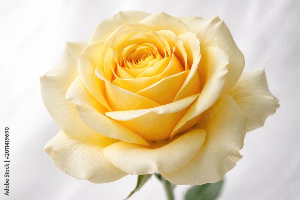 Fototapeta premium Yellow rose in sharp detail with soft white backdrop showing delicate petal structure