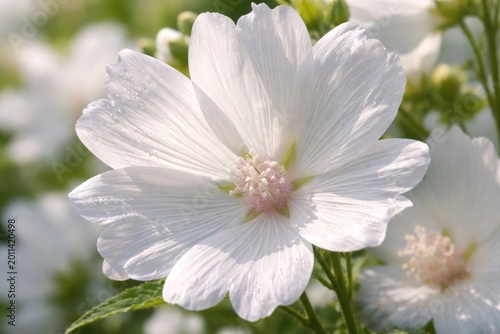 Detailed macro shot of white musk mallow petals flourishing in bright daylight