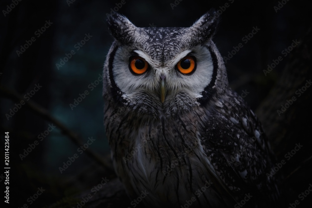 Fototapeta premium White faced owl with intense eyes shown on a dark low light backdrop