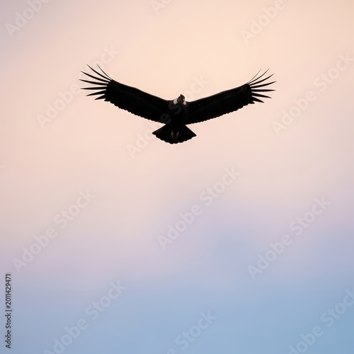 Majestic Silhouette of a Condor Soaring Gracefully Against a Serene Sky at Dusk.