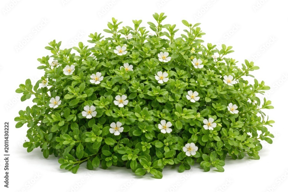 Obraz premium Full view of Bacopa monnieri Brahmi plant showcasing dense green leaves and fragile white flowers on white background