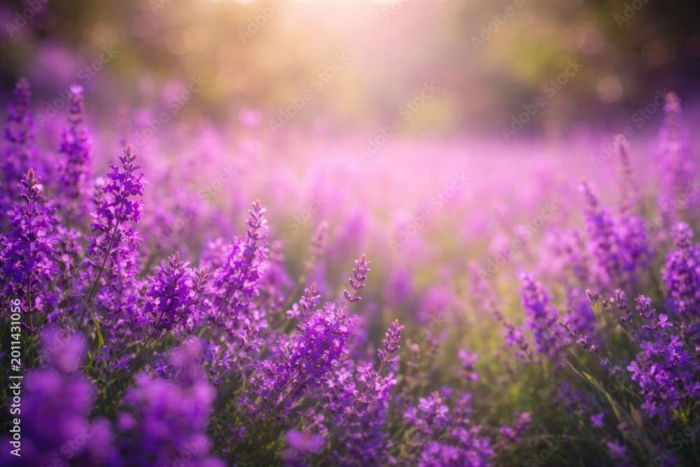 Fototapeta premium Bright purple floral field highlighted by a soft bokeh natural background with copy space