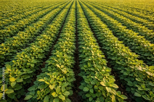 Overhead image capturing a prolific soybean field with lush and thick vegetation