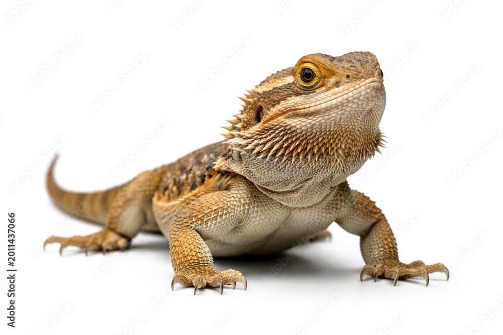 Naklejka premium High resolution lizard image taken in studio featuring white background