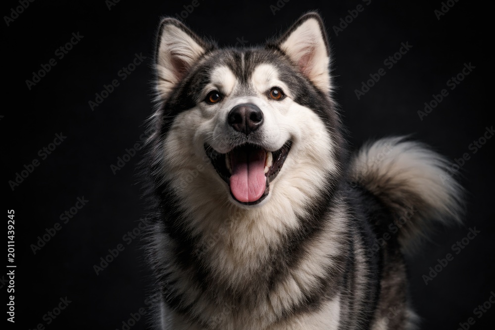 Fototapeta premium Playful Siberian malamute canine in black studio setting smiling