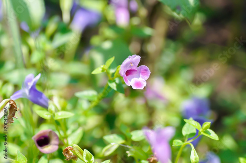 Canvastavla Torenia fournieri Lindl, Scrophulariaceae or Wishbone flower or Bluewings or Tor