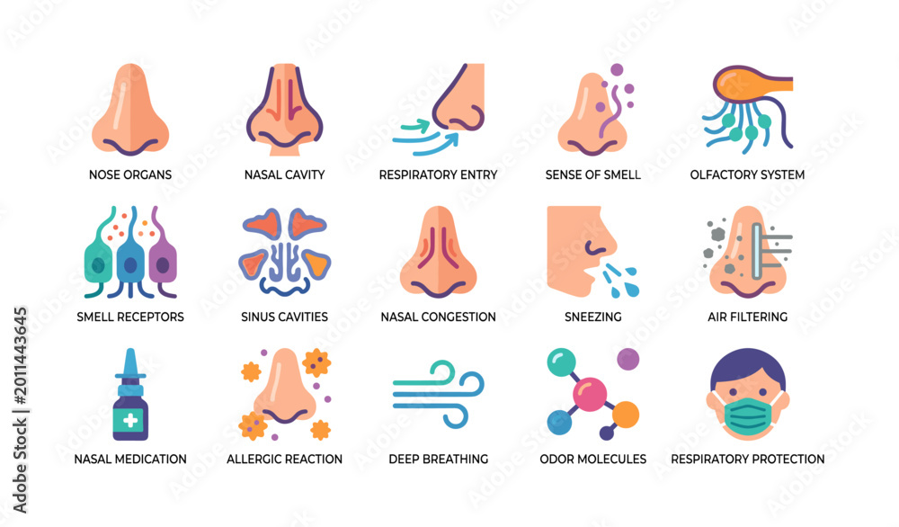 Fototapeta premium Nose and olfactory icons showing nasal functions on white