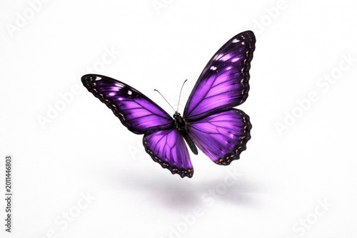 Purple butterfly in flight captured over a blank white canvas