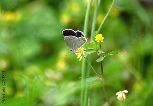 Foto ツバメシジミチョウの雌