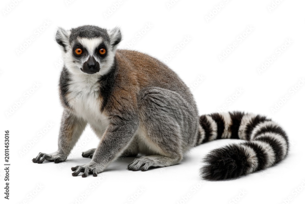 Fototapeta premium Primate catta isolated photographs on clean white backdrop