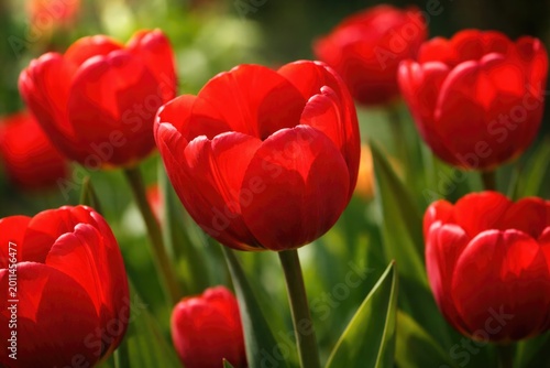 Close up of red tulips in natural daylight