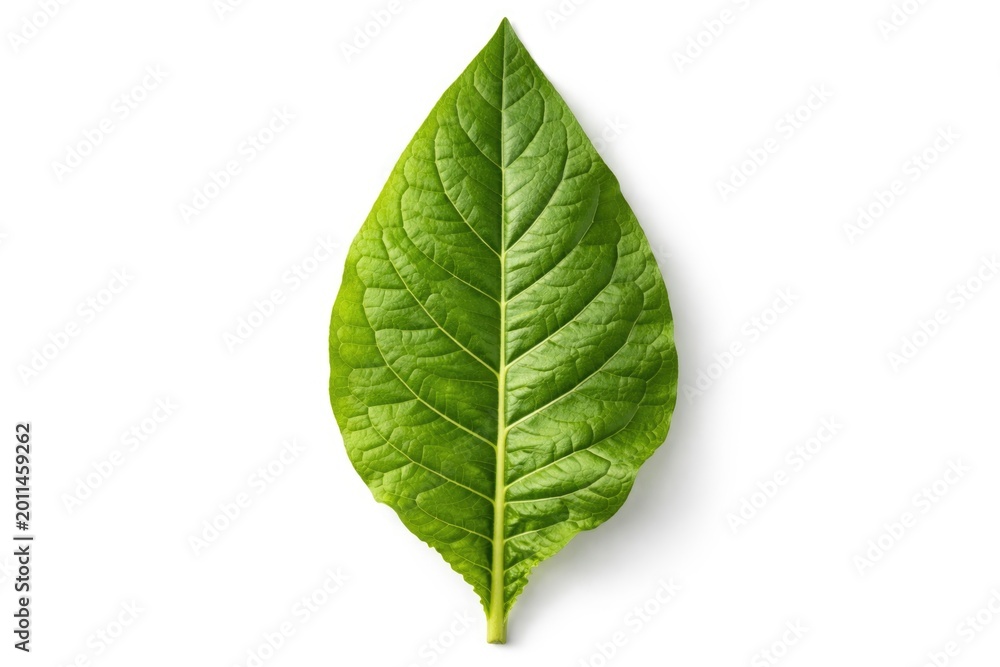 Fototapeta premium Tobacco leaf isolated with a bright white background for clear focus