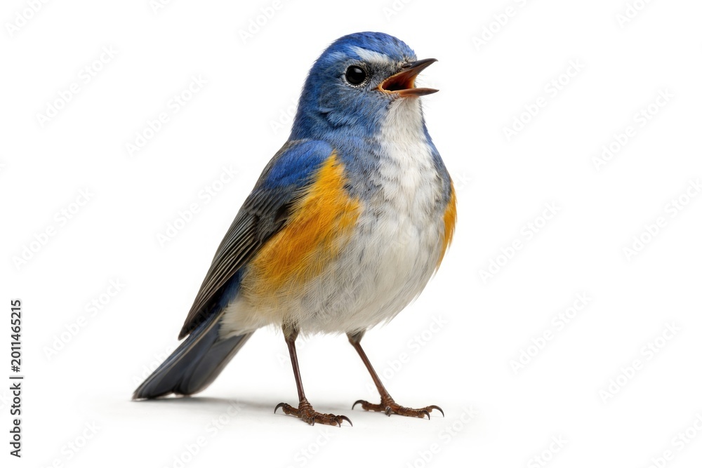 Obraz premium Full body portrait of orange-flanked bush robin expressing happiness on crisp white backdrop