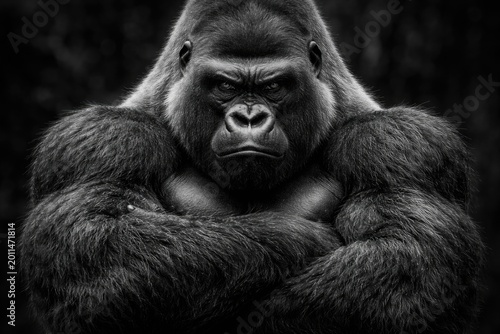 Monochrome portrait of a strong silverback gorilla with fierce expression and crossed arms