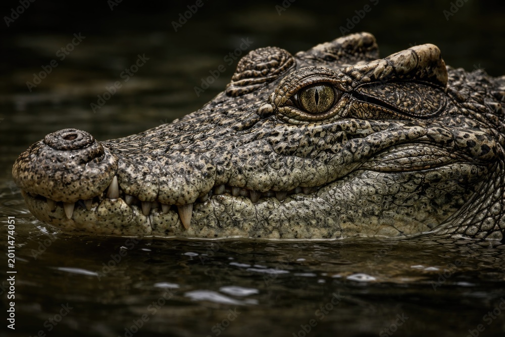 Fototapeta premium Profile view of a Siamese Crocodile highlighting its characteristic eye crests