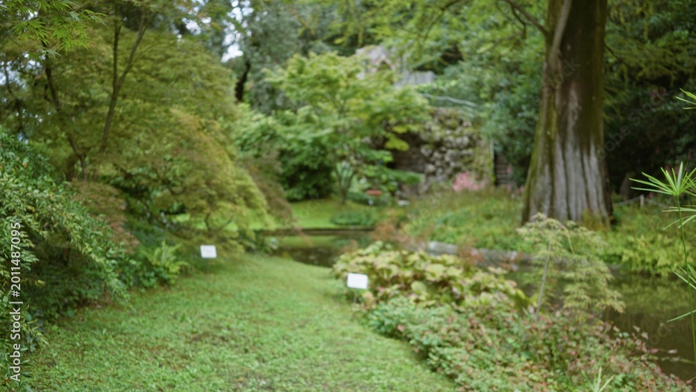Fototapeta premium Blurred lush path beside a small pond with soft shallow bokeh focus, garden; background backdrop copyspace calm.