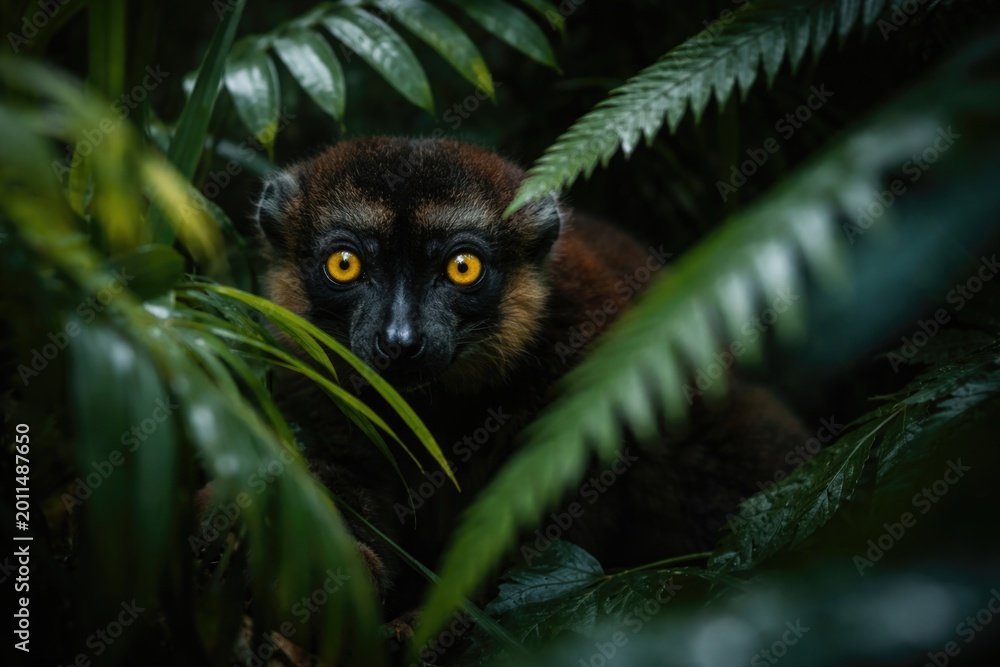 Fototapeta premium Yellow eyed lemur hidden in rich tropical greenery exhibiting natural stealth