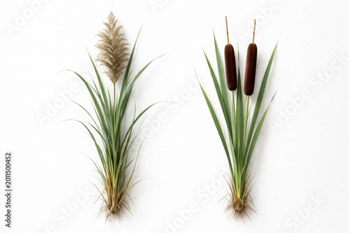 Reed and cattail plants displayed individually on a white textured background
