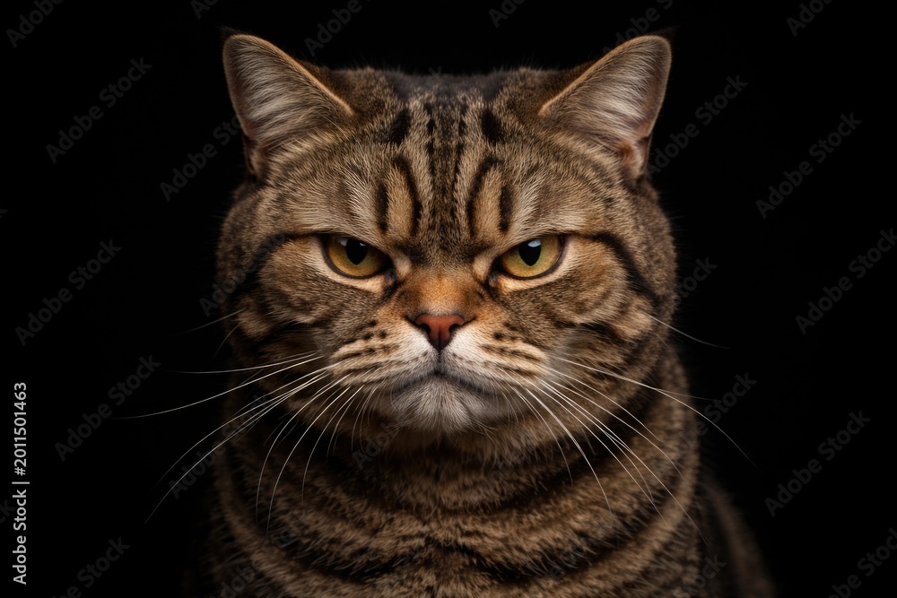 Obraz premium Irritated British tabby cat framed by a pure black backdrop