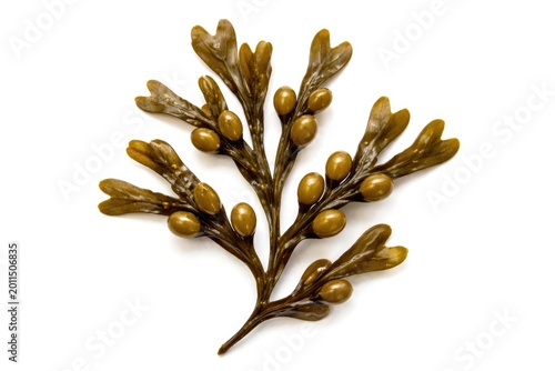 Single brown bladder wrack seaweed branch showing air vesicles on white backdrop