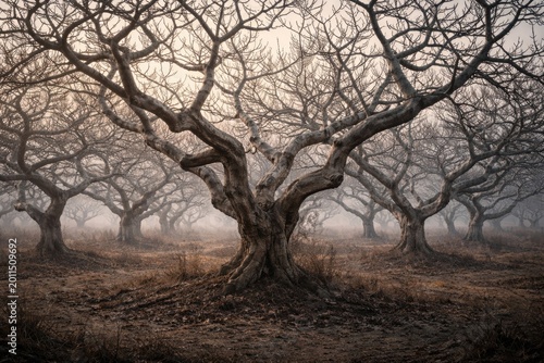 Twisted branches of leafless fig trees in a quiet winter plantation setting