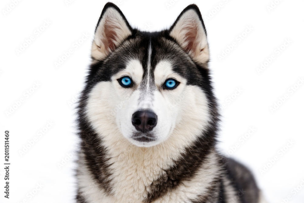 Fototapeta premium Blue eyed husky dog captured on clean white background
