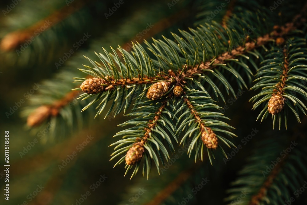 Fototapeta premium Textured fir branch with green needles and dried brown buds captured in sharp close up
