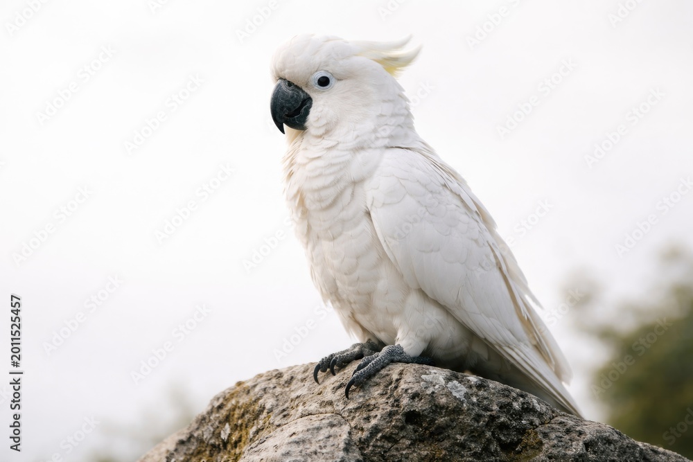 Obraz premium Close perspective of white parrot on weathered stone layered over minimal white backdrop with copy space