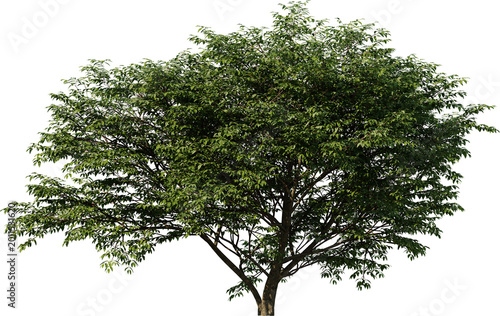 tree, isolated, green, nature, white, plant, branch, leaf, summer, forest, single, oak, leaves, environment, one, trunk, wood, spring, natural, foliage, big, life, growth, season, 3d